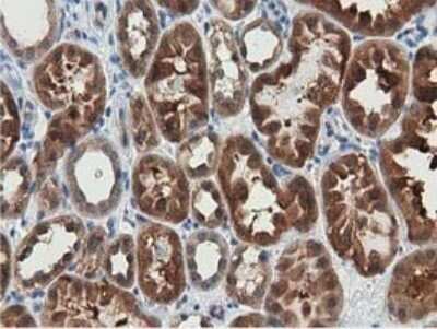 Immunohistochemistry: SSSCA1 Antibody (OTI2F5) - Azide and BSA Free [NBP2-74359]