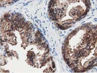 Immunohistochemistry: SSSCA1 Antibody (OTI2F5) - Azide and BSA Free [NBP2-74359]
