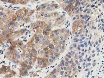 Immunohistochemistry-Paraffin: SSSCA1 Antibody (OTI2F5) [NBP2-03198]