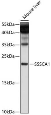 Western Blot: SSSCA1 AntibodyBSA Free [NBP2-93170]