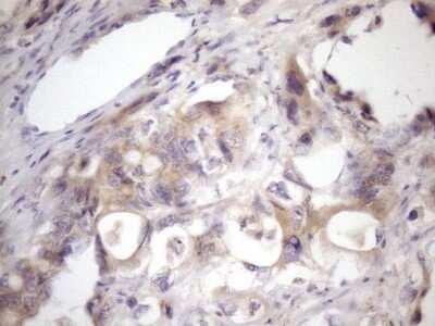 Immunohistochemistry: SSX2IP Antibody (OTI5C3) - Azide and BSA Free [NBP2-74369]