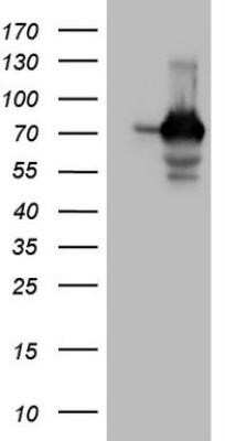 Western Blot: SSX2IP Antibody (OTI5C3)Azide and BSA Free [NBP2-74369]