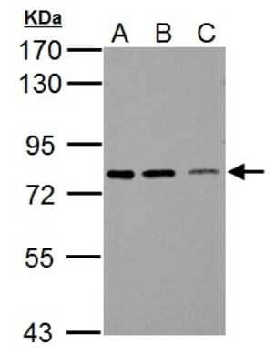 Western Blot: SSX2IP Antibody [NBP2-20488]