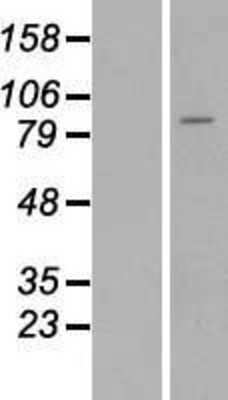 Western Blot: Matriptase/ST14 Overexpression Lysate [NBP2-06488]