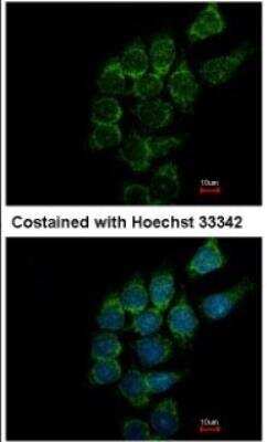 Immunocytochemistry/ Immunofluorescence: ST3 beta-Gal alpha-2,3-Sialyltransferase 1/ST3GAL1/SIAT4A Antibody [NBP1-31449]