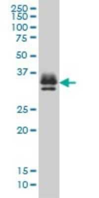 Western Blot: ST3 beta-Gal alpha-2,3-Sialyltransferase 2/ST3GAL2 Antibody (1E12) [H00006483-M01]