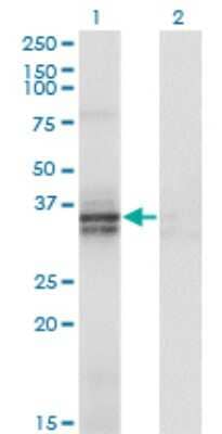 Western Blot: ST3 beta-Gal alpha-2,3-Sialyltransferase 2/ST3GAL2 Antibody (1E12) [H00006483-M01]