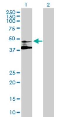 Western Blot: ST3GAL3 Antibody [H00006487-B01P]