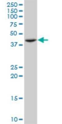 Western Blot: ST3GAL4 Antibody (1F4) [H00006484-M01]