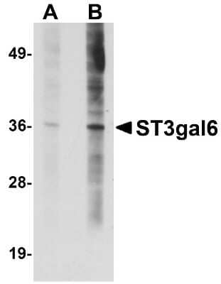 Western Blot: ST3GAL6 AntibodyBSA Free [NBP1-77353]