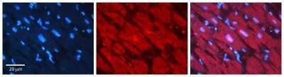 Immunohistochemistry-Paraffin: ST5 Antibody [NBP2-85831]