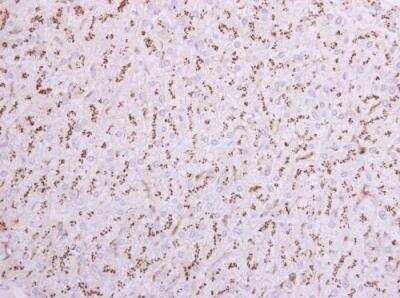 Immunohistochemistry-Paraffin: ST6 Gal Sialyltransferase 1/ST6GAL1/CD75 Antibody [NBP2-15817]