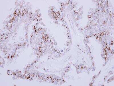 Immunohistochemistry-Paraffin: ST6 Gal Sialyltransferase 1/ST6GAL1/CD75 Antibody [NBP2-15817]
