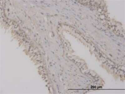 Immunohistochemistry-Paraffin: ST8 alpha-2,8-Sialyltransferase 8B/ST8SIA2 Antibody (6G6) [H00008128-M01]