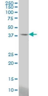 Western Blot: STAC Antibody (2C5) [H00006769-M01]