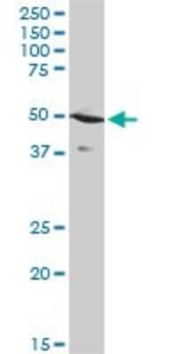 Western Blot: STAC Antibody [H00006769-D01P]