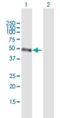 Western Blot: STAC3 Antibody [H00246329-B01P]