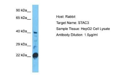 Western Blot: STAC3 Antibody [NBP2-85835]