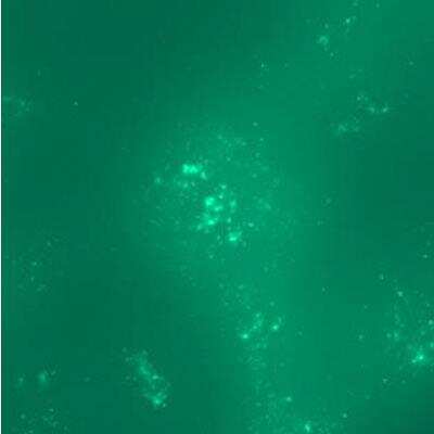 Immunocytochemistry/ Immunofluorescence: STAG2 Antibody (3C6) [H00010735-M01]