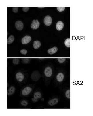 Immunocytochemistry/ Immunofluorescence: STAG2 Antibody [NB100-301]