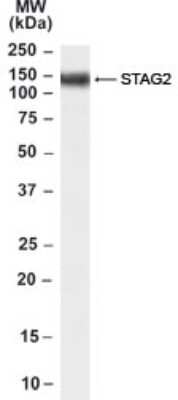 Western Blot: STAG2 Antibody [NB100-60946]