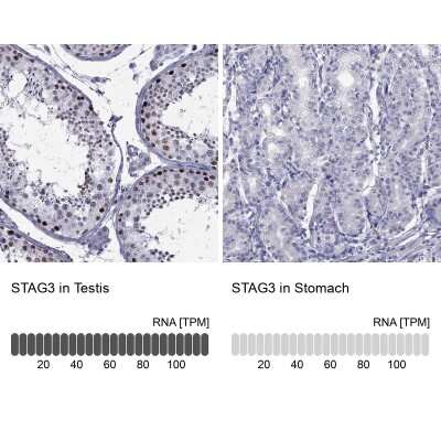 Immunohistochemistry-Paraffin: STAG3 Antibody [NBP2-38851]