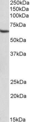 Western Blot: STAM-1 Antibody (29C678)Azide and BSA Free [NBP2-80964]