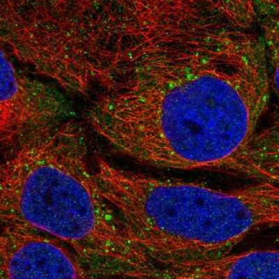 Immunocytochemistry/ Immunofluorescence: STAM-1 Antibody [NBP2-38514]