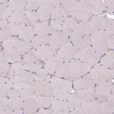 Immunohistochemistry-Paraffin: STAM-1 Antibody [NBP2-38514]