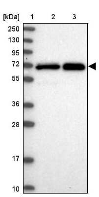 Western Blot: STAM-1 Antibody [NBP2-38514]