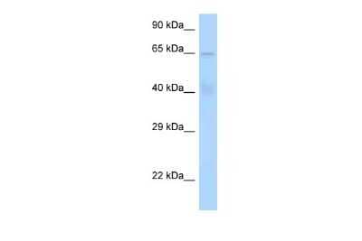 Western Blot: STAM-1 Antibody [NBP2-85836]