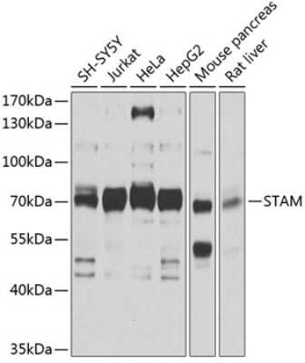 Western Blot: STAM-1 AntibodyBSA Free [NBP2-94882]