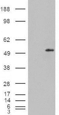 Western Blot: STAMP2/STEAP4 Antibody [NB100-68162]