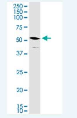 Western Blot: STAP2 Antibody (6C7) [H00055620-M03-100ug]