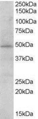 Western Blot: STAP2 Antibody [NB300-987]