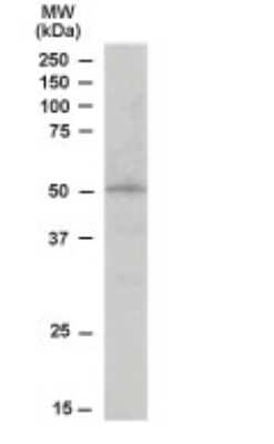 Western Blot: STAP2 Antibody [NB300-987]