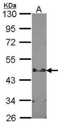 Western Blot: STAP2 Antibody [NBP1-33643]