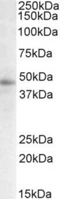 Western Blot: STAP2 Antibody [NBP1-51904]