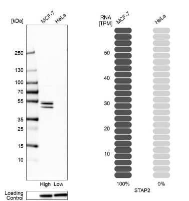 Western Blot: STAP2 Antibody [NBP1-88586]