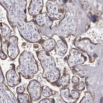 Immunohistochemistry-Paraffin: STARD13 Antibody [NBP2-49292]