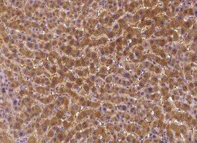 Immunohistochemistry-Paraffin: STARD5 Antibody [NBP3-05985]