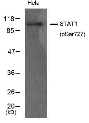 Western Blot: STAT1 [p Ser727] Antibody [NB100-82209]