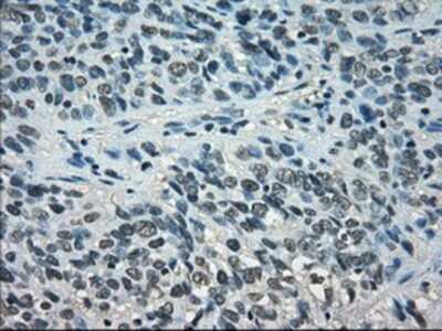 Immunohistochemistry-Paraffin: STAT1 Antibody (OTI15H3) [NBP1-48013]
