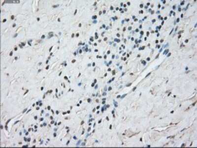 Immunohistochemistry-Paraffin: STAT1 Antibody (OTI4H9) [NBP1-48011]