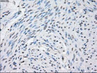 Immunohistochemistry-Paraffin: STAT1 Antibody (OTI4H9) [NBP1-48011]