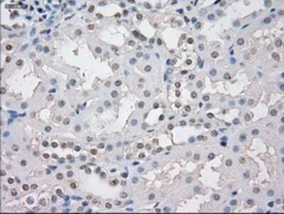Immunohistochemistry-Paraffin: STAT1 Antibody (OTI4H9) [NBP1-48011]