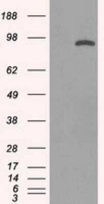 Western Blot: STAT1 Antibody (OTI15H3)Azide and BSA Free [NBP2-74377]