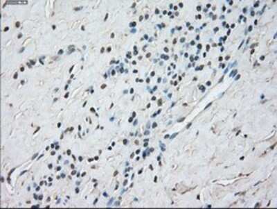 Immunohistochemistry: STAT1 Antibody (OTI4H9) - Azide and BSA Free [NBP2-74375]