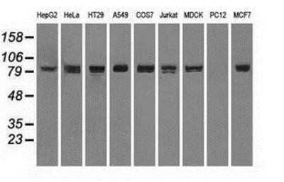 Western Blot: STAT1 Antibody (OTI4H9)Azide and BSA Free [NBP2-74375]