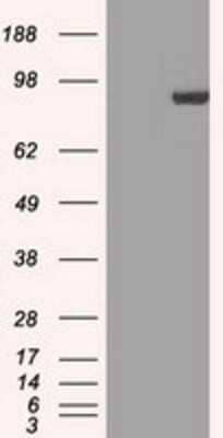 Western Blot: STAT1 Antibody (OTI4H9)Azide and BSA Free [NBP2-74375]